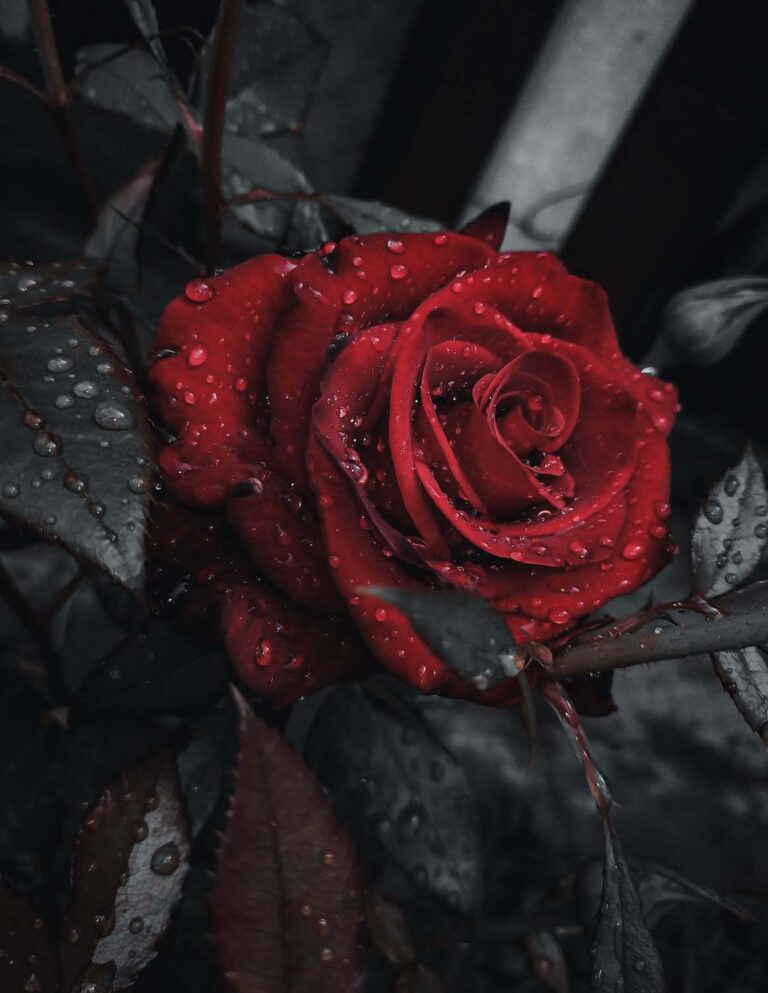 “Truth” is the thing with thorns